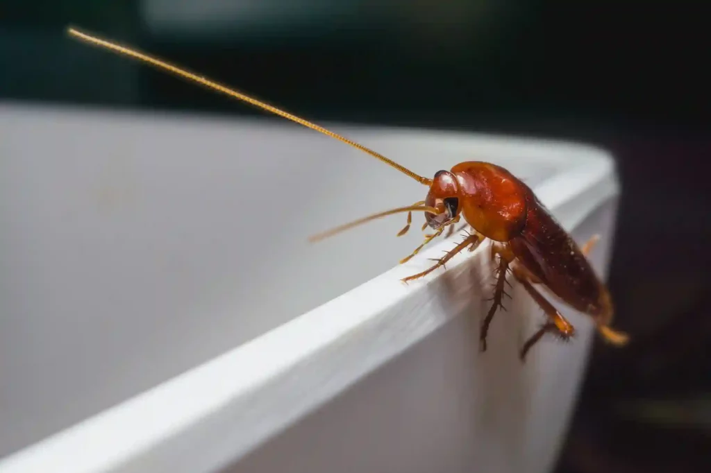 Kakerlakenbefall im Badezimmer erkennen und professionell beseitigen – Langenhagen