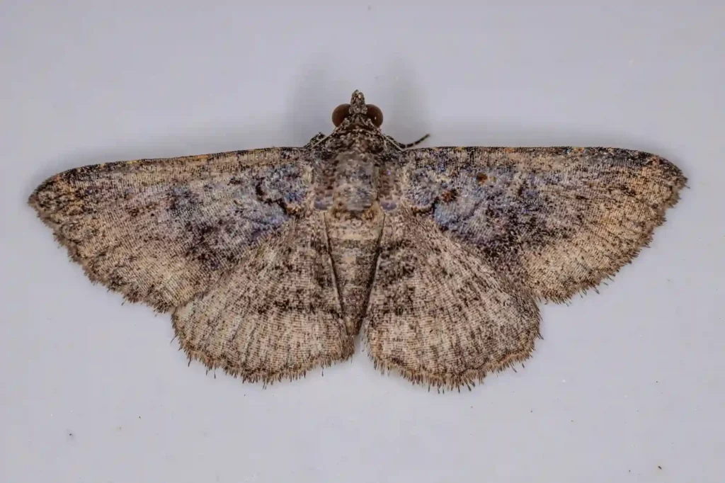 Mottenbefall auf dem Dachboden gezielt bekämpfen lassen – Kammerjäger Langenhagen